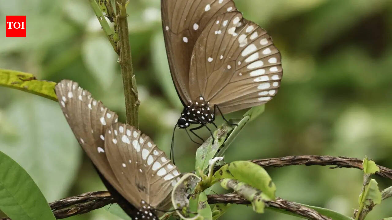 Extreme heat decreases summer butterfly sightings on hills and in gardens